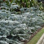 Eukalyptus (Eucalyptus cinerea) ´SILVER DOLLAR´ - výška 30-50 cm, kont. C3L (-13°C)